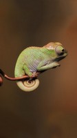 descargar wallpaper de animales